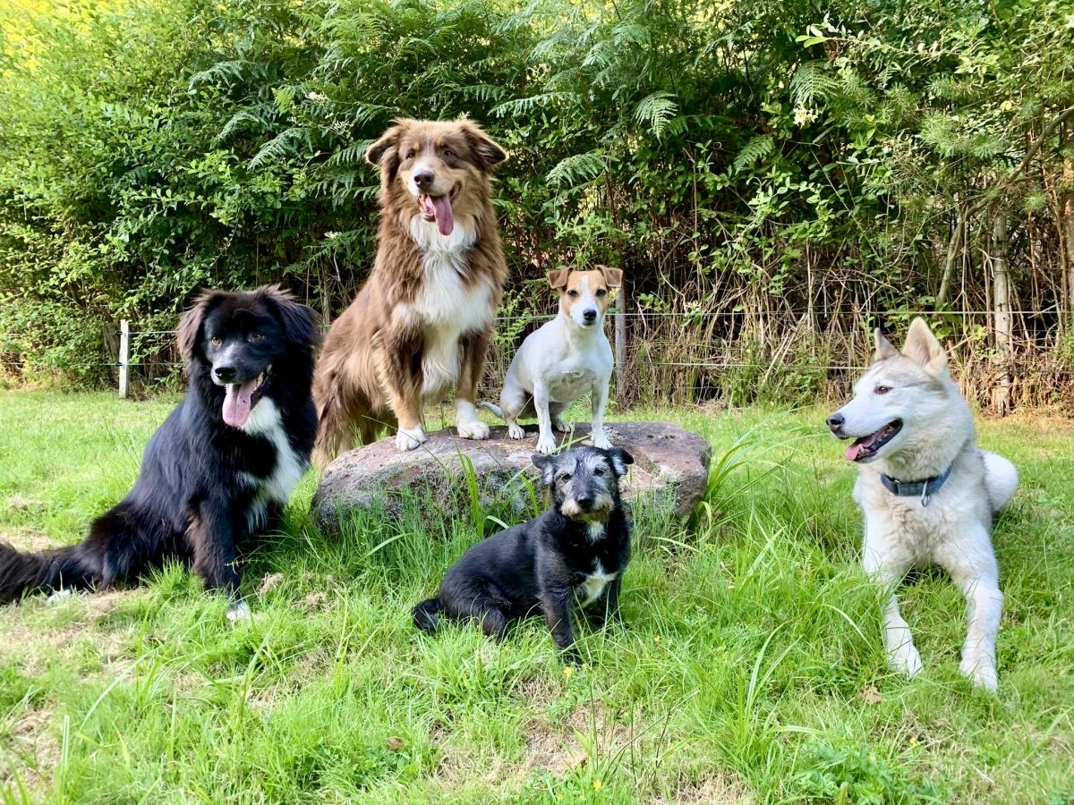 Les chiens de la meute en forêt