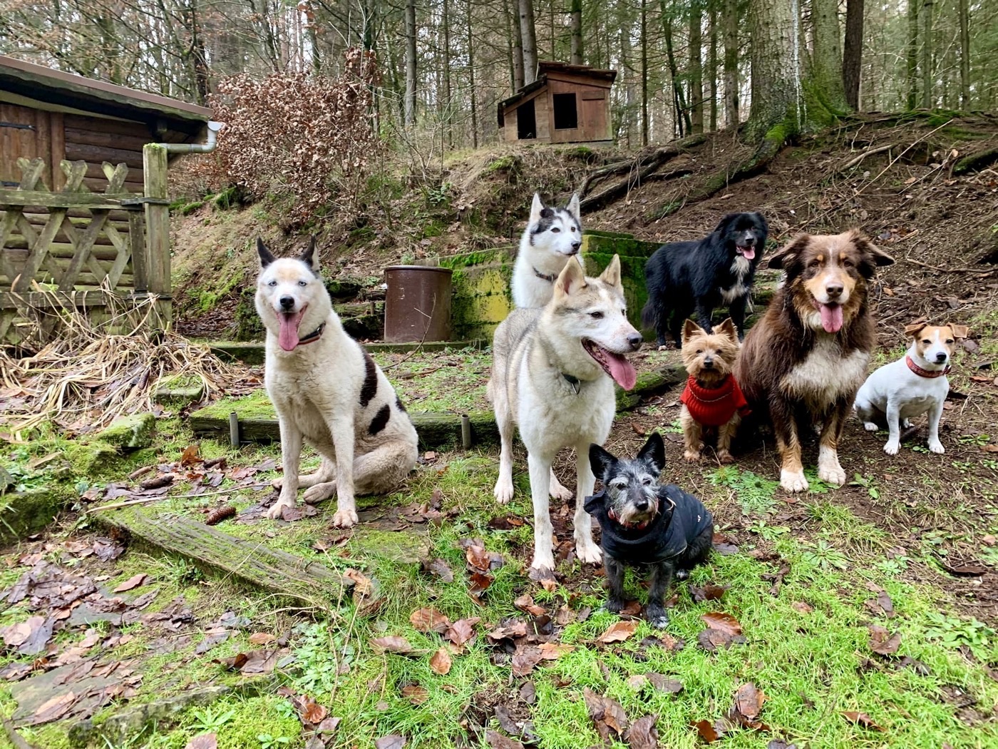 La meute réunie en forêt