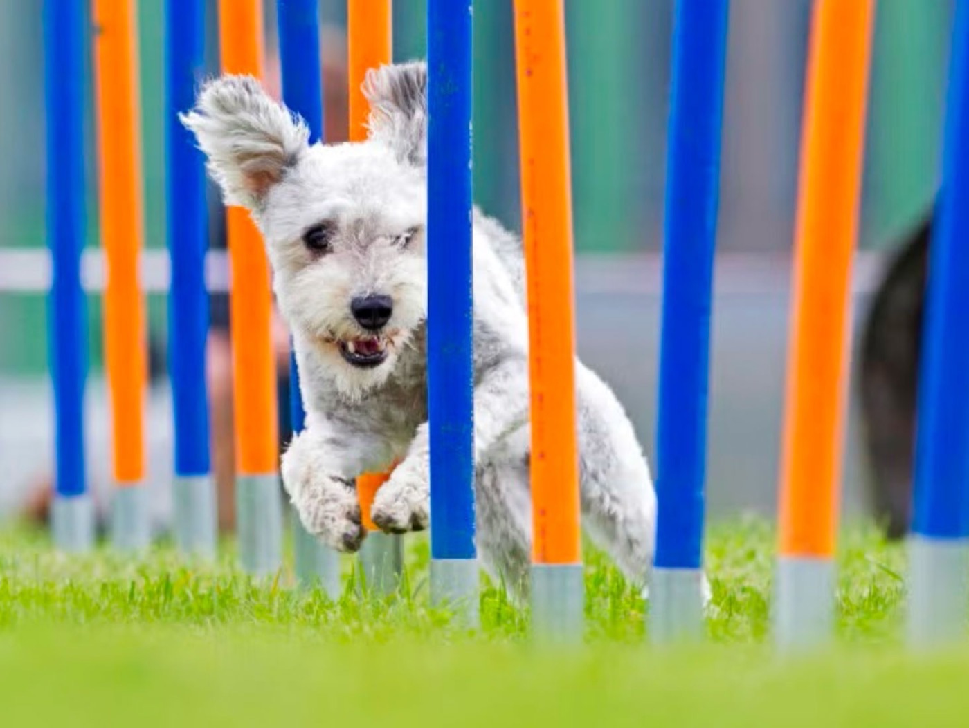 Chien en séance d'agility