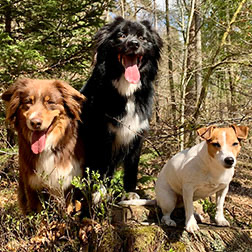 Promenade en meute en forêt