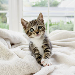 Garde de chat à domicile