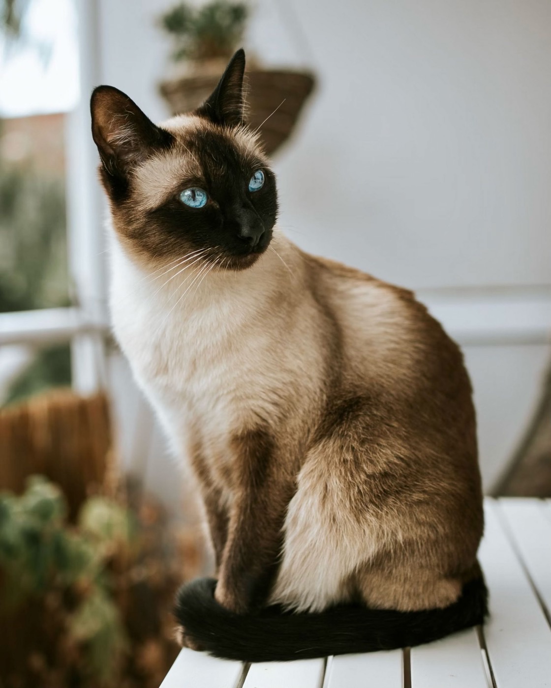 Chat siamois à son domicile